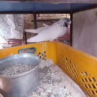 کبوتر کفتر معاوضه با عروس هلندی