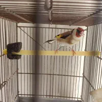 سهره نقاب بلند سینه طلایی بخون مست