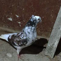 کبوتر پرشی|پرنده|رشت, توشیبا|دیوار