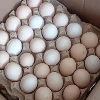 فروش تخم نطفه دار بوقلمون برنز و بیوتی|حیوانات مزرعه|تهران, بازار|دیوار