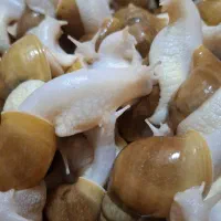 4تا8 سانتی آلبینو