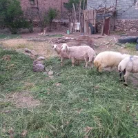 گسفند و بوقلمون