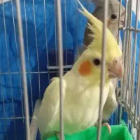 عروس هلندی|پرنده|اصفهان, حصه جنوبی|دیوار