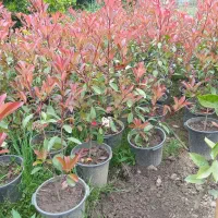 کامیس نوکدار سطل ۱۰ و فوتونیا سطل ۱۰