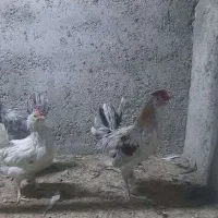 جوجه و تخم نطفه دار گلین|حیوانات مزرعه|ری, ولی آباد|دیوار