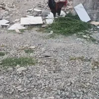 خروس