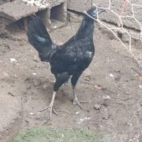 خروس سیاه