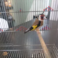 سهره مست وقفس عروس هلندی