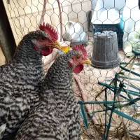 نیمچه خروس آمروک
