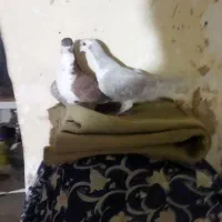 کفتر رنگه|پرنده|سبزوار, جهاد کشاورزی|دیوار