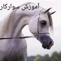 آموزش سوارکاری ( مبتدی تا حرفه ای)
