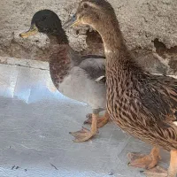 اردک مینیاتوری کله سبز