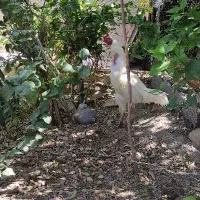 لاری تاجمهر