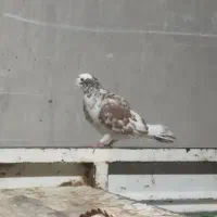 دوتاکبوتر نر کاکلی|پرنده|بوکان, |دیوار