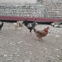 خروس|حیوانات مزرعه|جوانرود, |دیوار