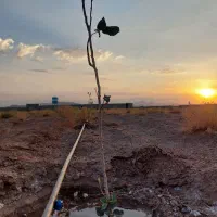 ۵۰۰متر زمین کشاورزی باپسته وآبیاری قطره‌ای صفادشت|فروش دفتر صنعتی، کشاورزی، تجاری|صفادشت, |دیوار