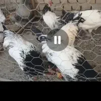 مرغو خروس دزدیده شده|حیوانات|گرگان, |دیوار