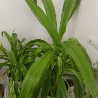 گل و گیاه|گل و گیاه طبیعی|شهرکرد, |دیوار