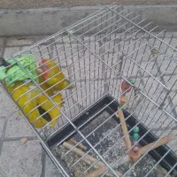 طوطی برزیلی خوش رنگ و خوش صدا|پرنده|بومهن, |دیوار