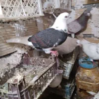 کبوتر
