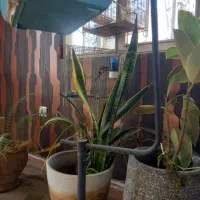 سهره قرص جوجه قفس|پرنده|وحیدیه, |دیوار