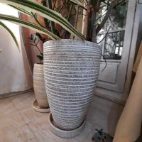 افوربیا تیروکالی سن دار مناسب لابی و سالن|گل و گیاه طبیعی|کرج, فاز ۳ گوهردشت|دیوار