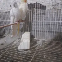 یک جفت عروس هلندی نر البینو ماده لوتینو