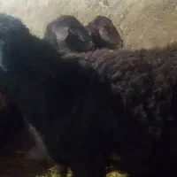 گوچ قره قزل|حیوانات مزرعه|ایجرود, |دیوار