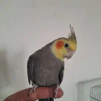 عروس هلندی|پرنده|شیراز, صاحب الزمان|دیوار