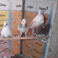 تعدادی کفتر جفت و تکی.جوجه ها و مخلفه ها جلد نیستن|پرنده|کاشان, زیدی|دیوار