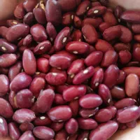 لوبیا قرمز