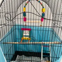 قفس پرنده عروس هلندی طوطی|لوازم جانبی حیوانات|مشهد, چهارچشمه|دیوار