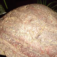 فسیل|جواهرات|طرقبه, |دیوار