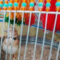 قناری|پرنده|بوشهر, |دیوار