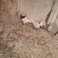 کبوتر|پرنده|ایوان, |دیوار