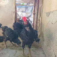 خروس گلین لری اصل