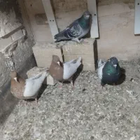 چهارتا کفتر قلدر