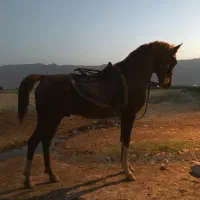 زین اسب