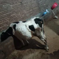 گاوشیری دوماه مونده به زایدن