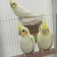 جوجه عروس هلندی