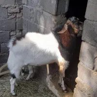 فروش گوسفند|حیوانات مزرعه|نرماشیر, |دیوار