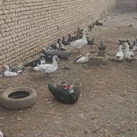 غاز و اردک روسی