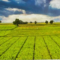 فروش-فوری-زمین-8000-متر-نشتارود-خشکداران