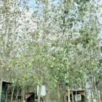 ویلایی با فضای باز برای تفریح و زندگی|فروش خانه و ویلا|تربتحیدریه, کلاته توکلی|دیوار