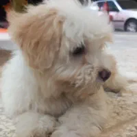 سگ شیتزو|سگ|بیرجند, |دیوار