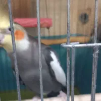 ۳ عدد عروس هلندی|پرنده|باقرشهر, |دیوار