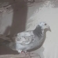 کفترشهرستان...کاشمر|پرنده|کاشمر, |دیوار