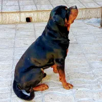 روتویلر نر