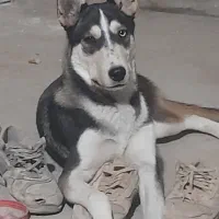 سگ هاسکی
