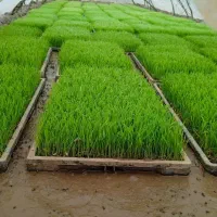 ۳۰ عدد توم (خزانه) نشا علی کاظمی